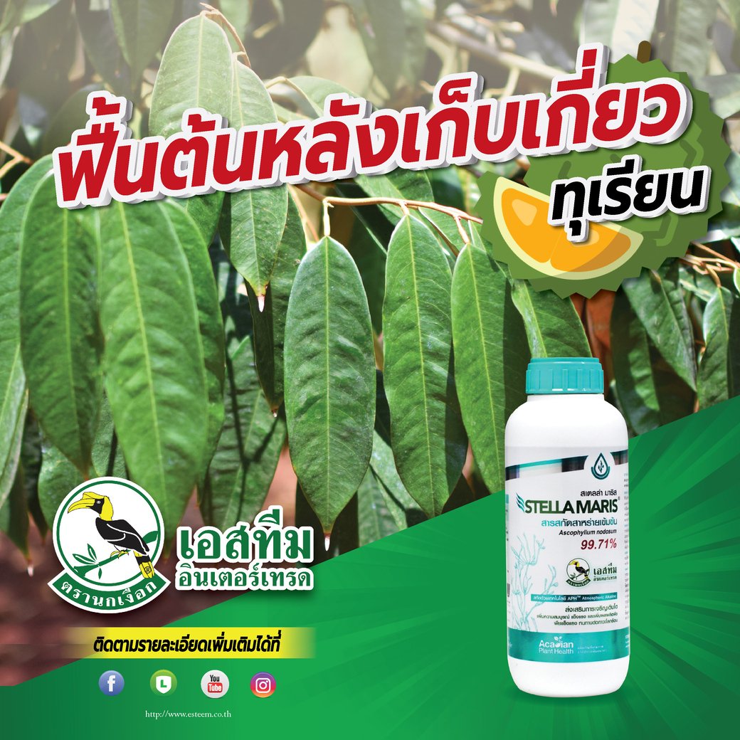 ลืมสาหร่ายตัวอื่นไปเลย เพราะใช้สเตลล่า มาริส ลืมสาหร่ายตัวอื่นไปเลย เพราะใช้สเตลล่า มาริส