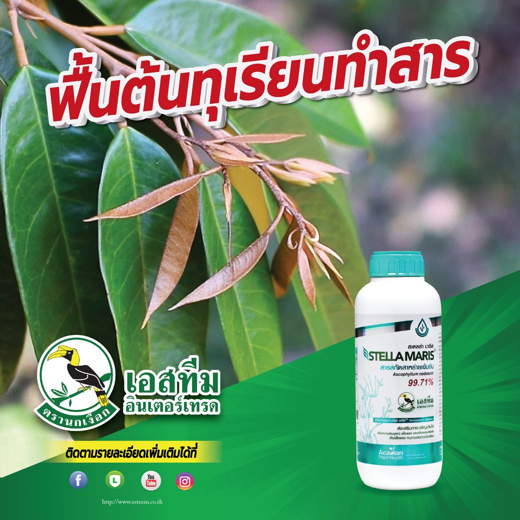 แก้ปัญหาทุเรียนทำสาร แตกยอดช้า ไม่เสมอ ต้องเจอ สาหร่ายเข้มข้น 99.71% (สเตลล่า มาริส) แก้ปัญหาทุเรียนทำสาร แตกยอดช้า ไม่เสมอ ต้องเจอ สาหร่ายเข้มข้น 99.71% (สเตลล่า มาริส)