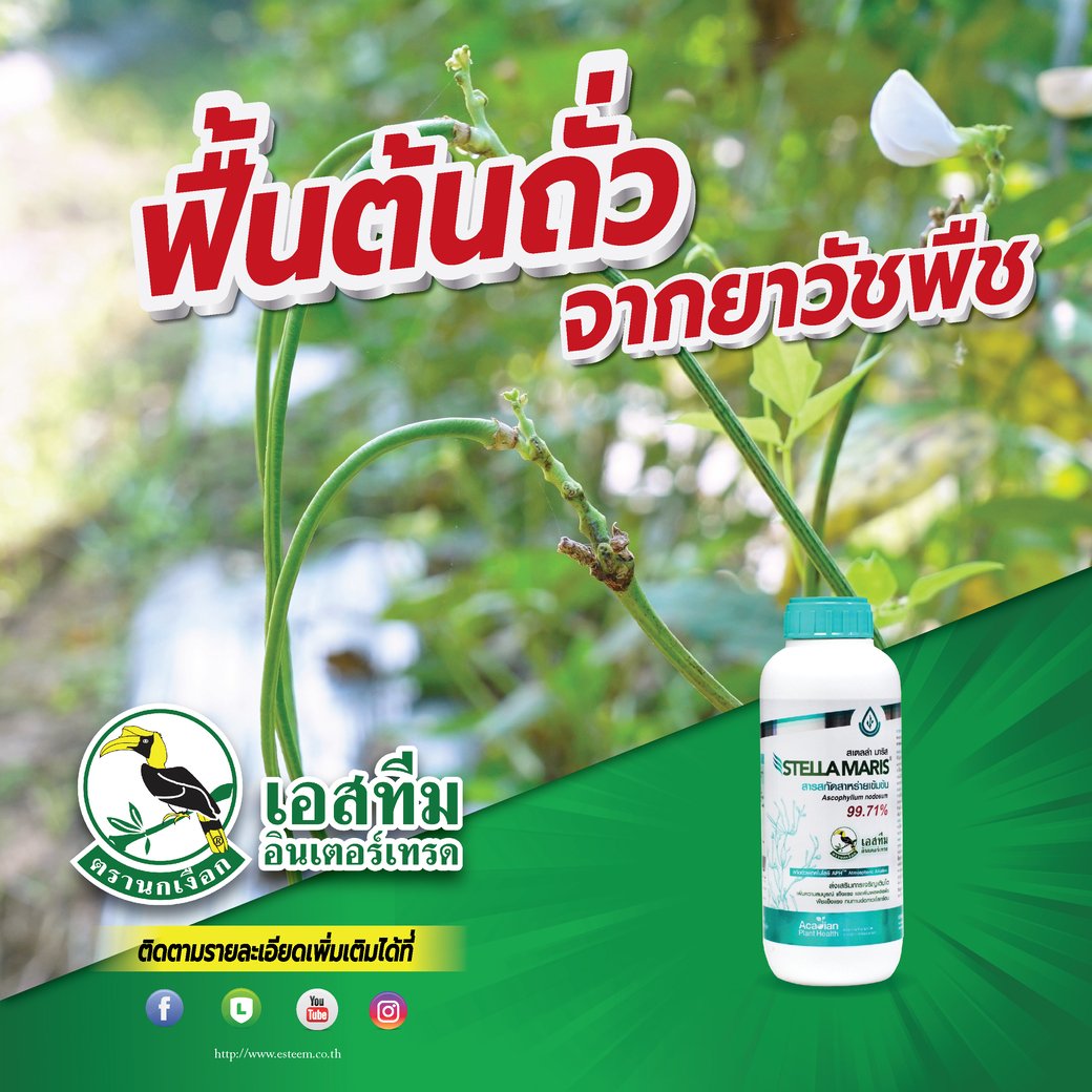 ถั่วใบหงิกจากยาฆ่าหญ้า ยาเก็บหญ้า ทำยังไง ถั่วใบหงิกจากยาฆ่าหญ้า ยาเก็บหญ้า ทำยังไง