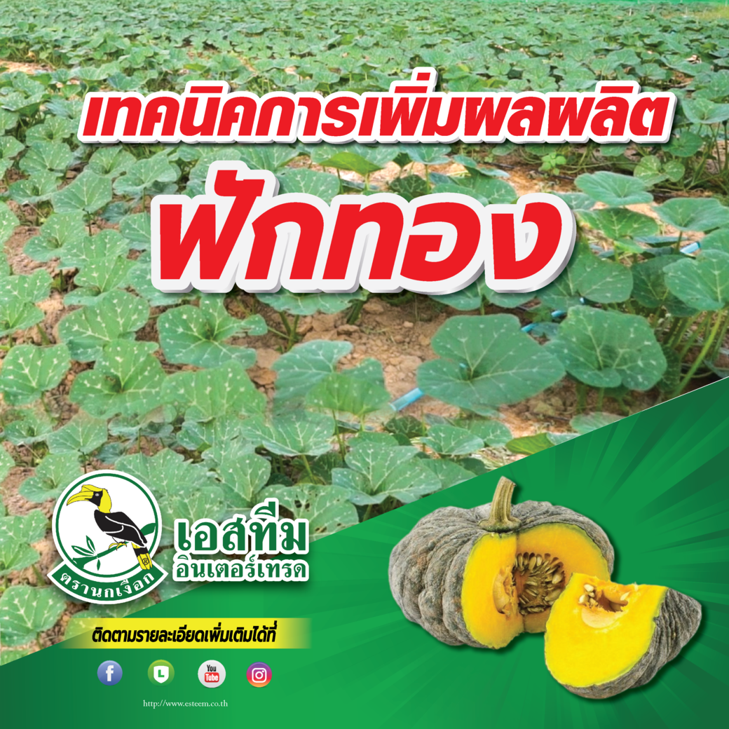 การเพิ่มผลผลิตในฟักทอง การเพิ่มผลผลิตในฟักทอง