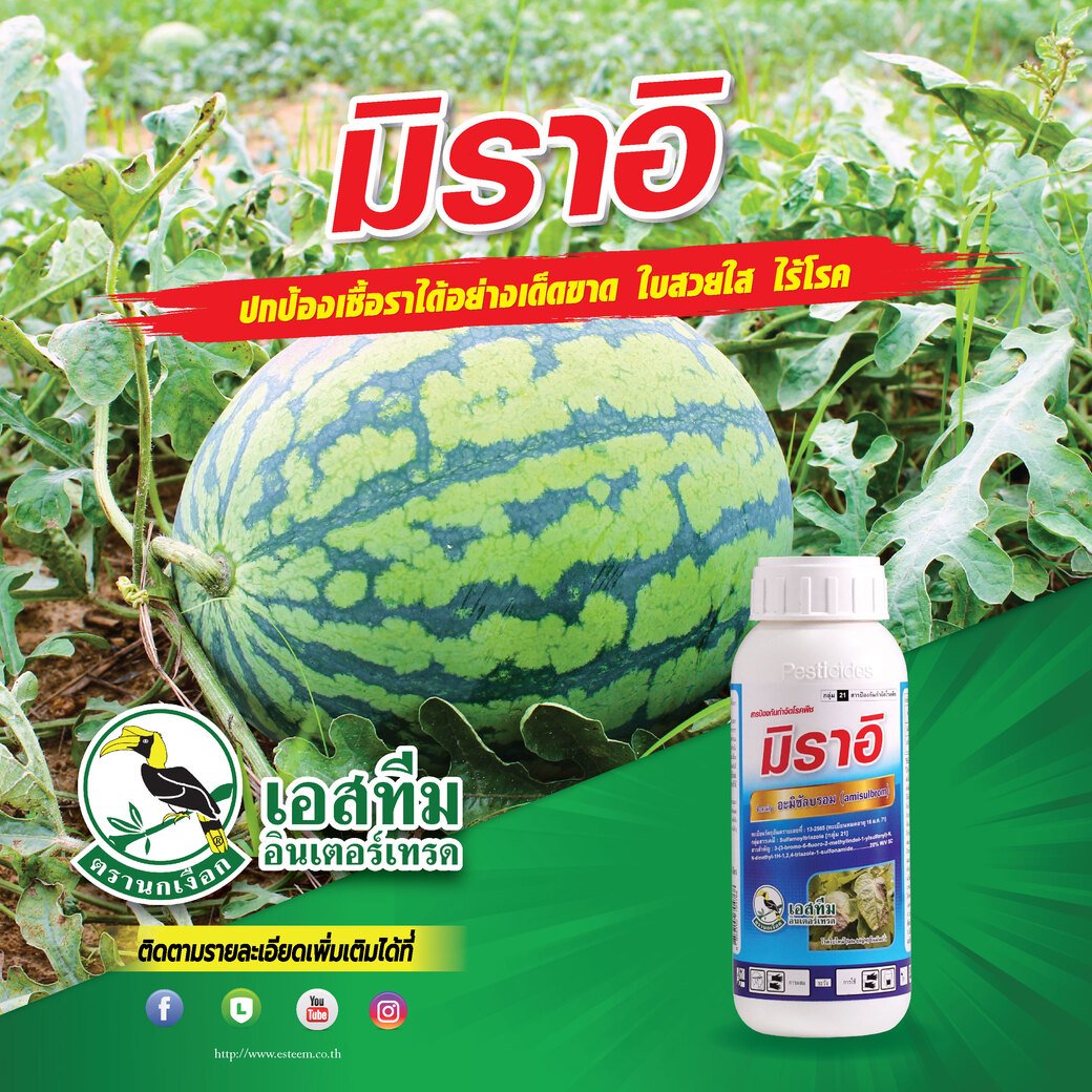 มิราอิ (อะมิซัลบรอม) ป้องกันกำจัดโรคราน้ำค้างของพืชตะกูลแตง ได้เฉียบขาด มิราอิ (อะมิซัลบรอม) ป้องกันกำจัดโรคราน้ำค้างของพืชตะกูลแตง ได้เฉียบขาด