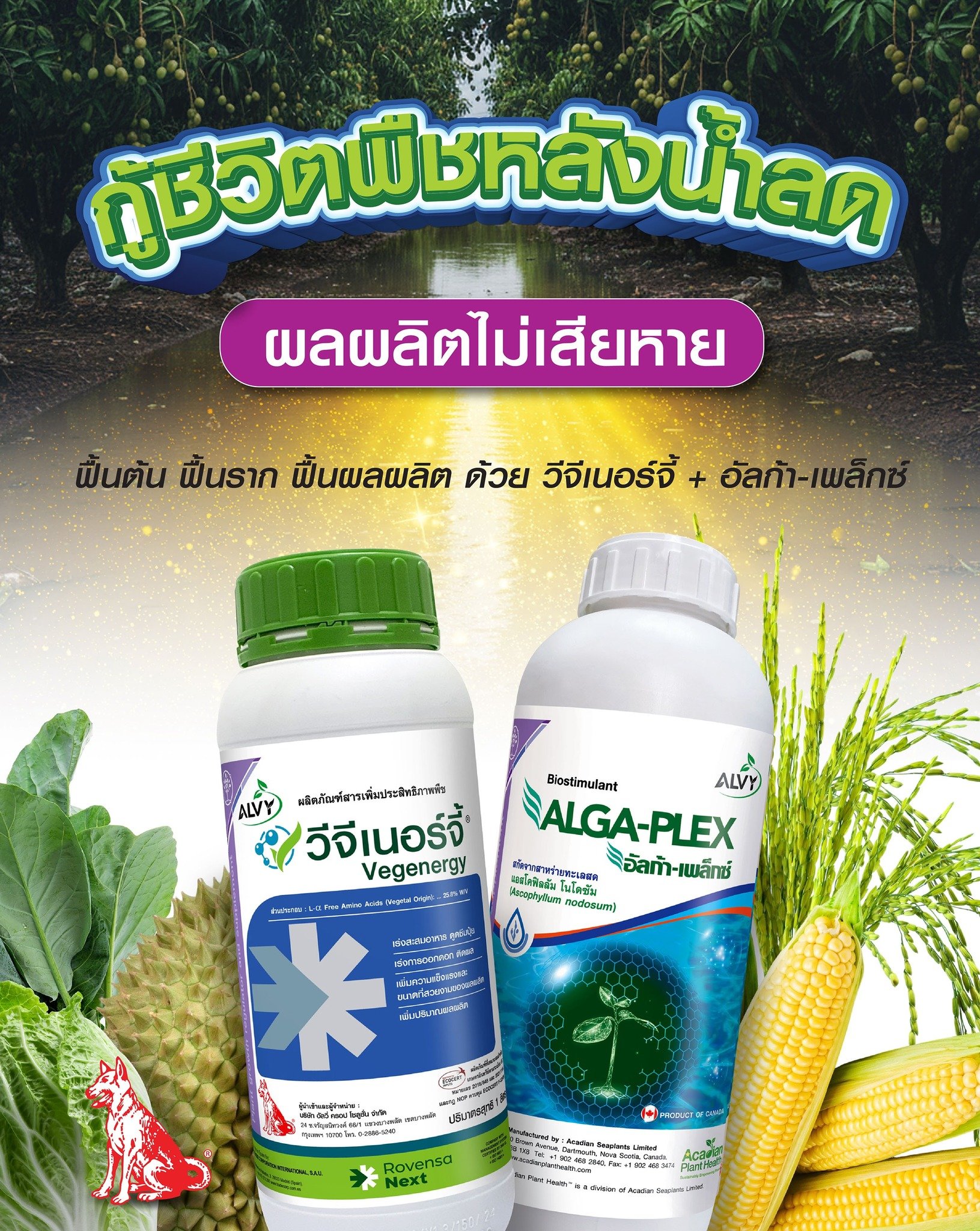 หลังน้ำท่วมขังต้นพืชเหลือง แกร็น ไม่โต เพราะระบบรากขาดออกซิเจน