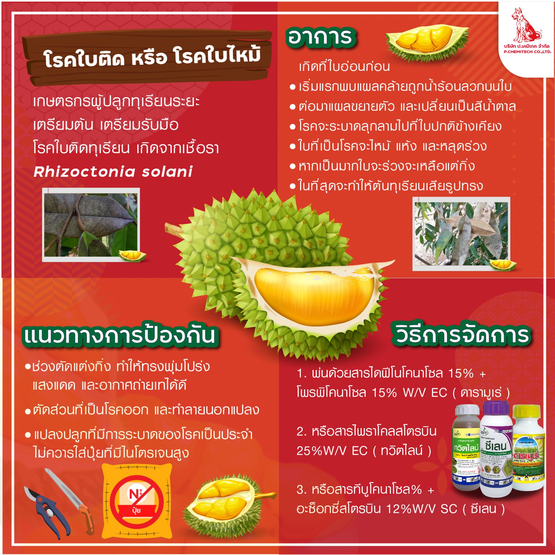 โรคใบติดทุเรียน โรคใบติดทุเรียน