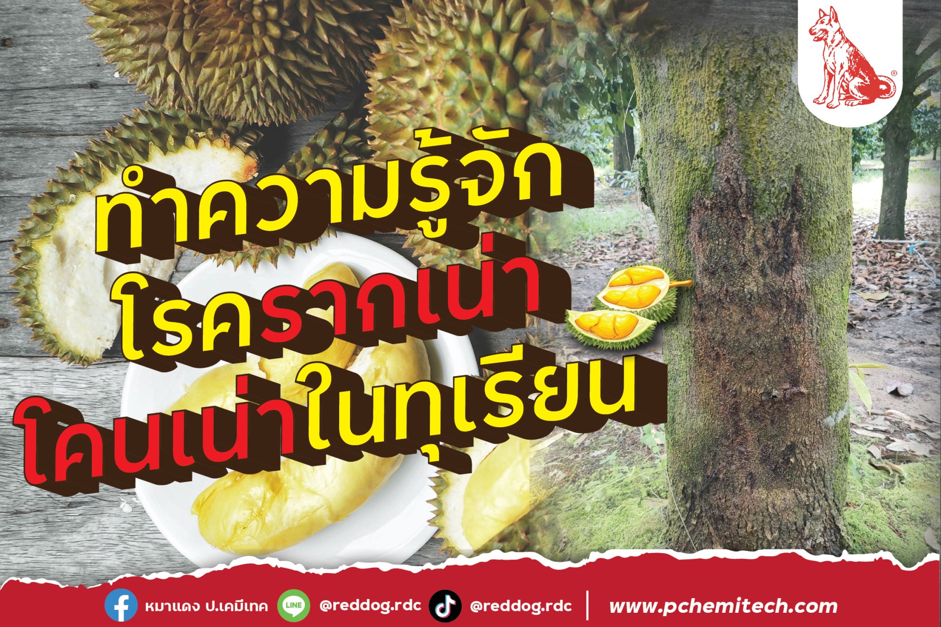 โรครากเน่า โคนเน่าในทุเรียน โรครากเน่า โคนเน่าในทุเรียน