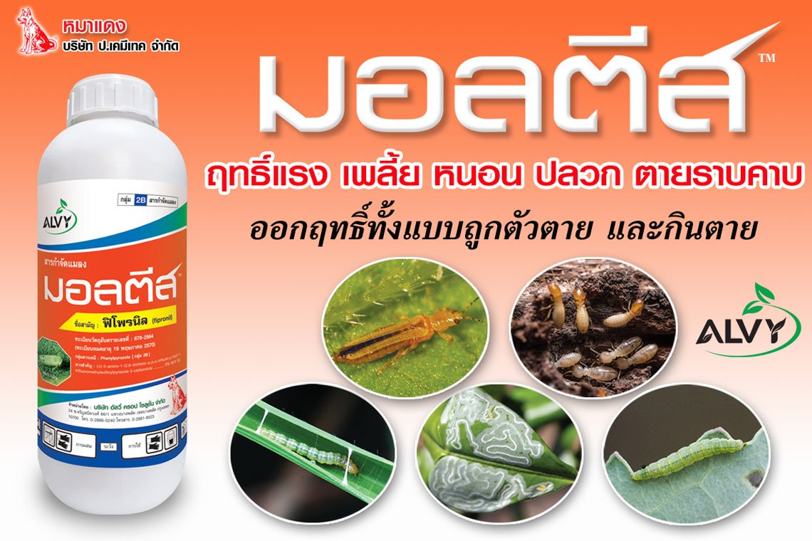 มอลตีส สารฟิโพรนิลป้องกันกำจัดแมลง และปลวก มอลตีส สารฟิโพรนิลป้องกันกำจัดแมลง และปลวก