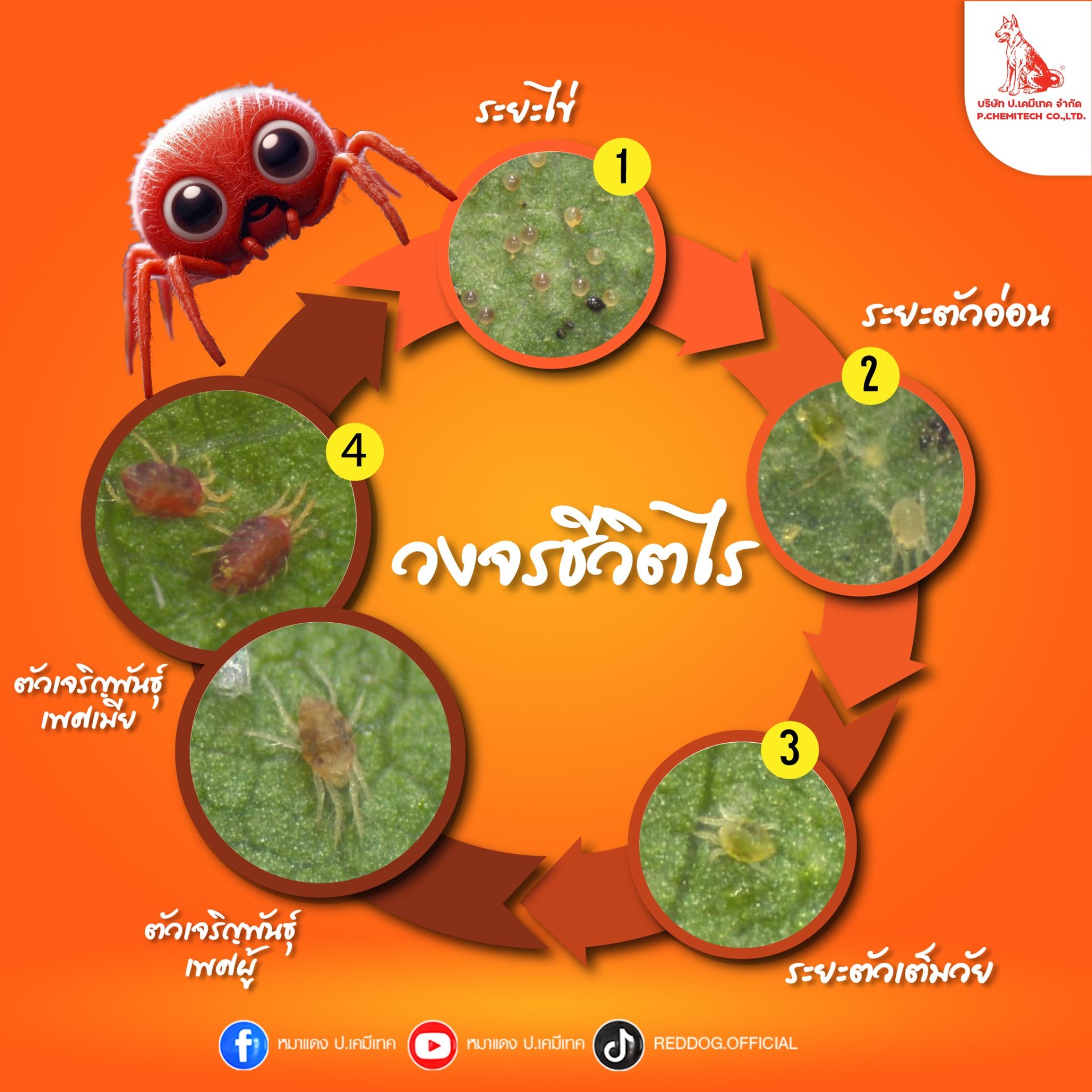 ไรศัตรูพืช  ไรศัตรูพืช