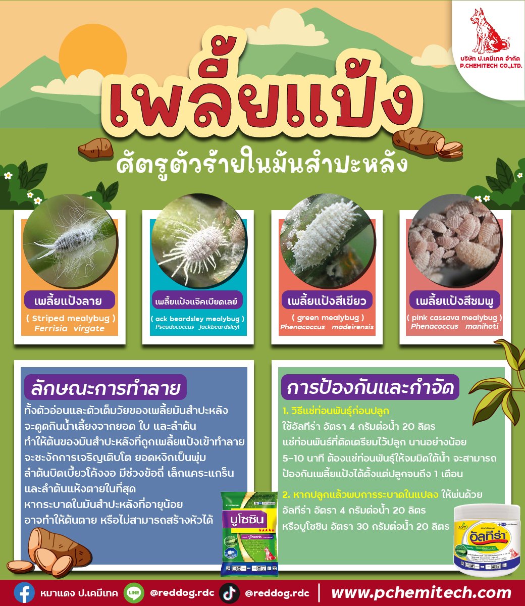 เพลี้ยแป้งมันสำปะหลัง เพลี้ยแป้งมันสำปะหลัง