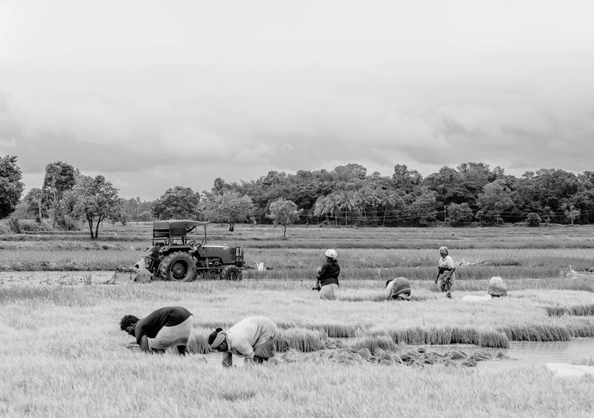 จากท้องนาสู่ชาม - From Field to Bowl
