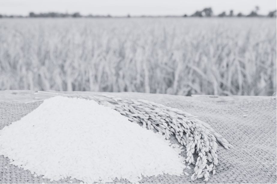 ชาวนาผู้อยู่เบื้องหลังเมล็ดข้าว - The Farmer Behind the Grain