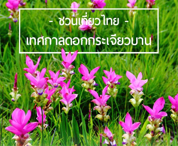 ชวนเที่ยวไทย ชมดอกกระเจียวบานกันที่ชัยภูมิ