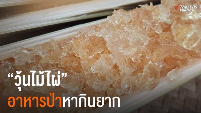 รู้จัก วุ้นไม้ไผ่ อาหารแห่งป่า ที่หนึ่งปีมีให้ลิ้มลองเพียงครั้งเดียว