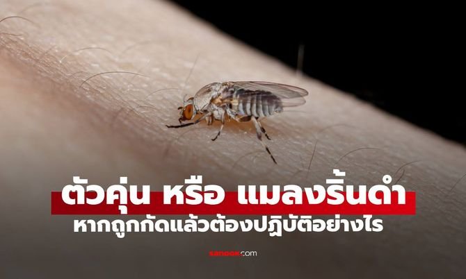 "ตัวคุ่น" คืออะไร ทำความรู้จักแมลงจิ๋วกัดเจ็บ เช็กเลยอาการแพ้ที่ต้องรีบพบแพทย์