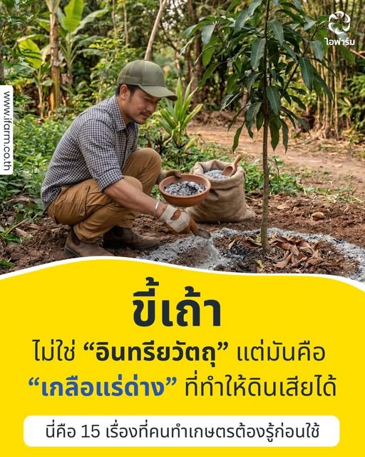 ขี้เถ้า "ไม่ใช่อินทรีย์วัตถุ" แต่มันคือ "เกลือแร่ด่าง" ทำให้ดินเสียได้  นี่คือ 15 เรื่องที่คนทำเกษตรต้องรู้ก่อนใช้