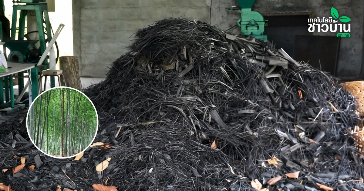 ไผ่ แหล่งผลิตเชื้อเพลิงชั้นดี ใช้ทดแทนก๊าซ LPG ลดรายจ่าย ลดการนำเข้าพลังงาน