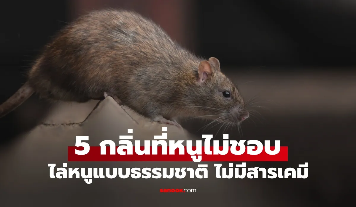 ใบไม้ที่ "หนู" ไม่ชอบ เคล็ดลับไล่หนูด้วยกลิ่นธรรมชาติ ไม่ต้องฆ่าสัตว์ตัดชีวิต