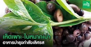 แกงเห็ดถอบ (เห็ดเผาะ) ใส่ใบมะเม่า