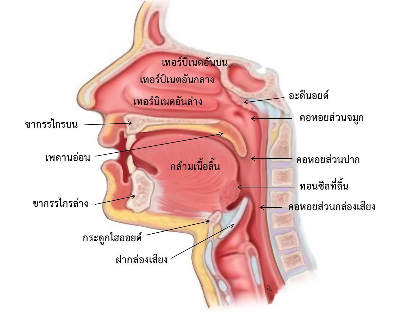 นอนกรน นอนกรน