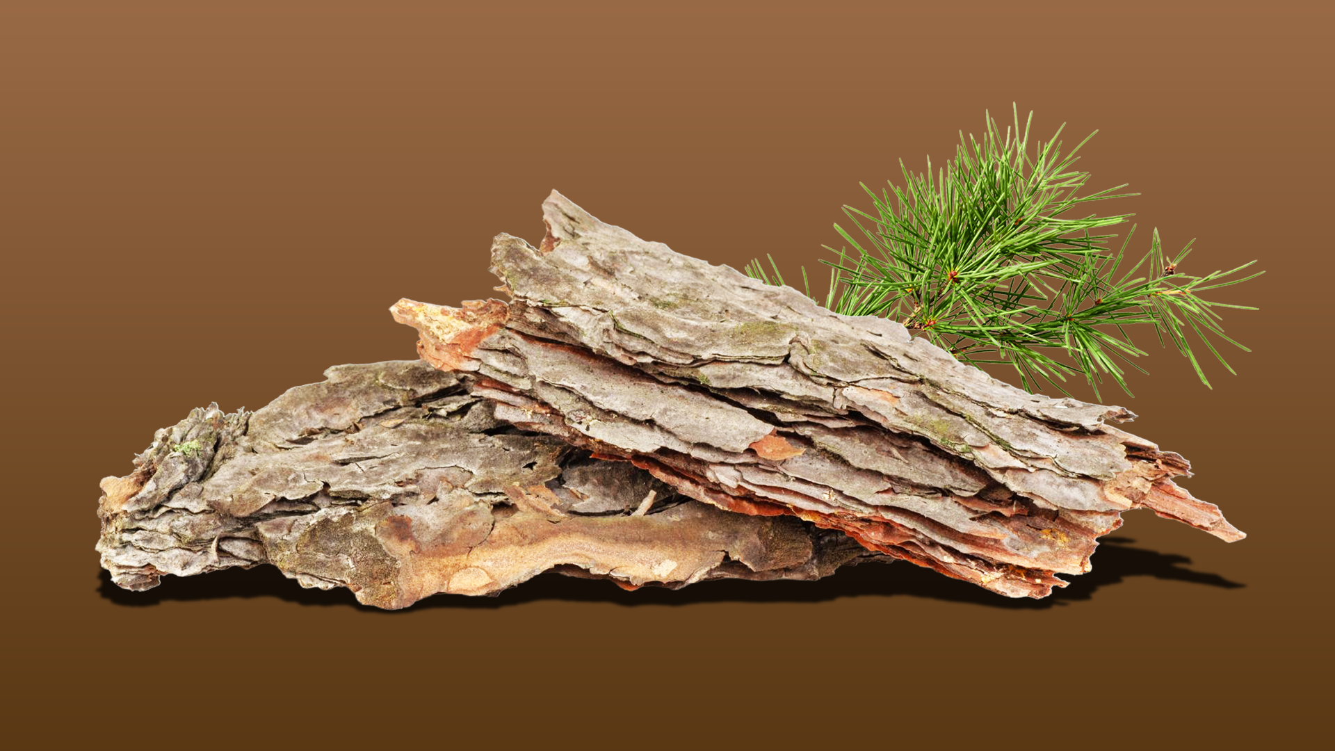 French Maritime Pine Bark (เปลือกสนมาริไทม์ฝรั่งเศส)