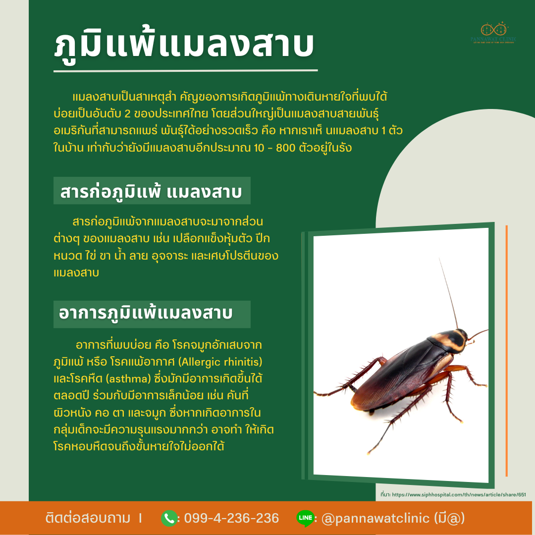 ภูมิแพ้แมลงสาบ ภูมิแพ้แมลงสาบ