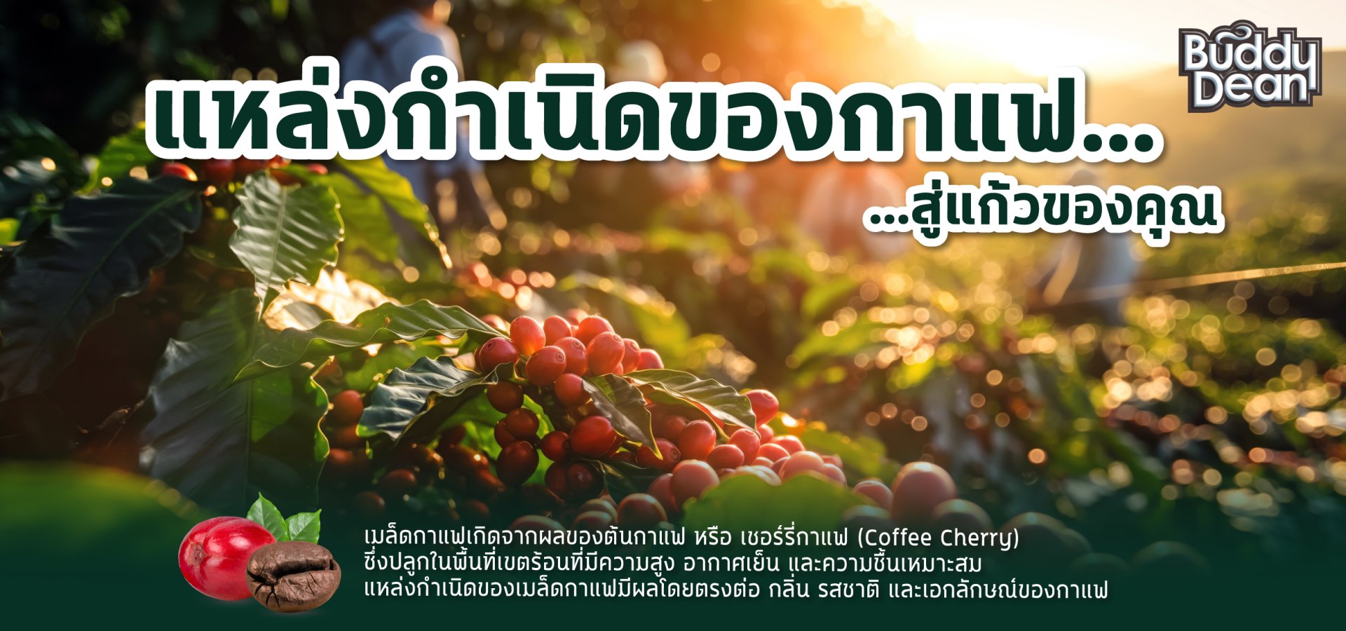 จากแหล่งกำเนิดกาแฟ สู่แก้วของคุณ...