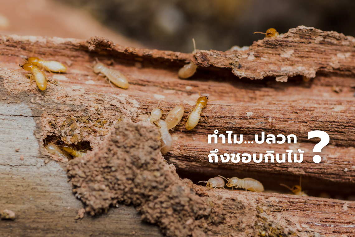 ทำไมปลวกถึงกินไม้ ทำไมปลวกถึงกินไม้