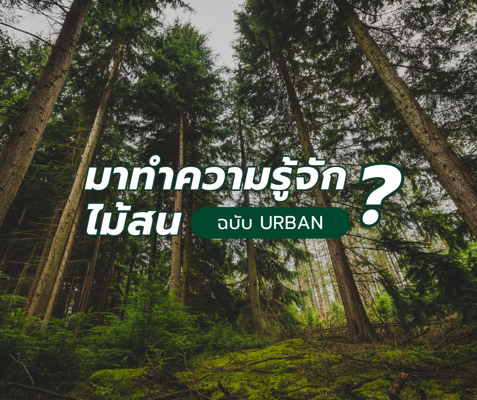 มาทำความรู้จักไม้สนกัน ฉบับ URBANWOOD