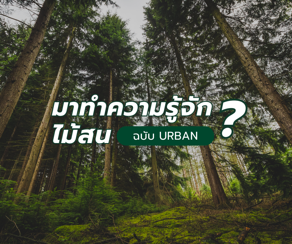 มาทำความรู้จักไม้สนกัน ฉบับ URBANWOOD มาทำความรู้จักไม้สนกัน ฉบับ URBANWOOD