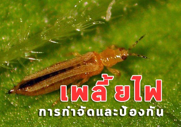 ความรู้คู่ชาวสวนดาวเรือง : เพลี้ยไฟ ศัตรูตัวร้าย ในหน้าแล้ง ความรู้คู่ชาวสวนดาวเรือง : เพลี้ยไฟ ศัตรูตัวร้าย ในหน้าแล้ง