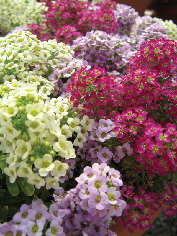 Alyssum Mix