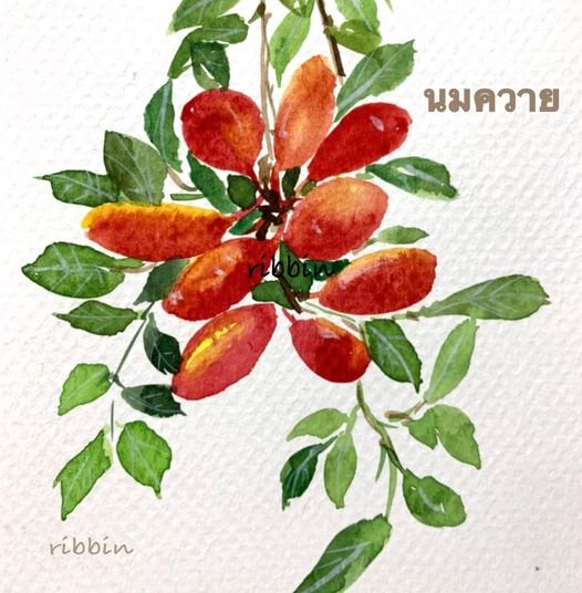 นมควาย (Uvaria rufa Blume)