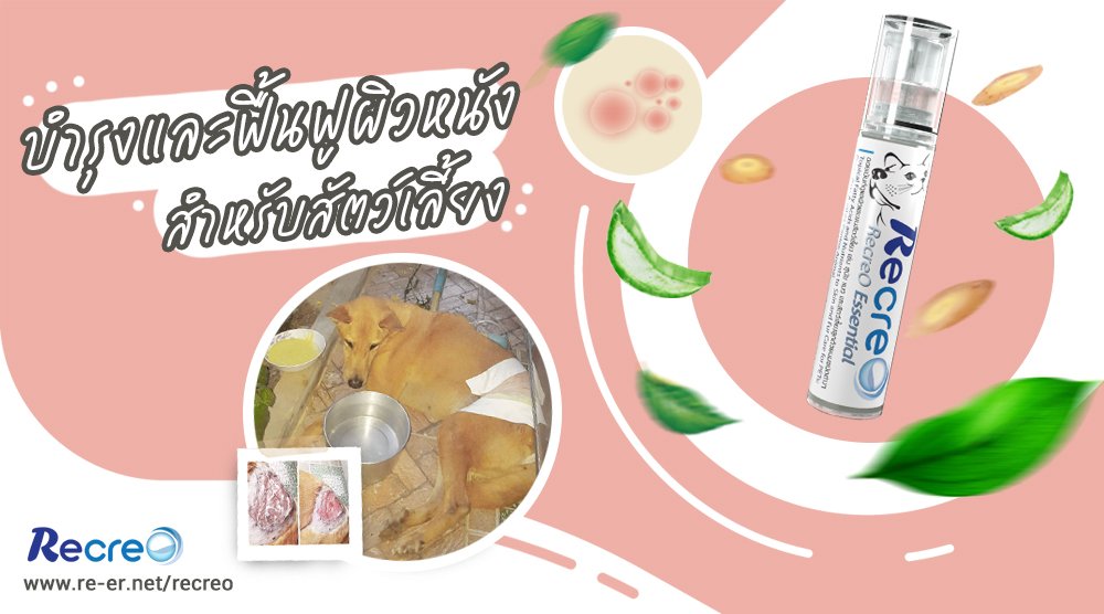 รีวิว Recreo ออยเมนท์ทาผิวอักเสบ แห้ง เรื้อน เชื้อรา แก้จมูกแห้งแตก แผล สำหรับ แมว สุนัข นก แฮมสเตอร์ กระต่าย มี Essential Fatty Acids รีวิว Recreo ออยเมนท์ทาผิวอักเสบ แห้ง เรื้อน เชื้อรา แก้จมูกแห้งแตก แผล สำหรับ แมว สุนัข นก แฮมสเตอร์ กระต่าย มี Essential Fatty Acids