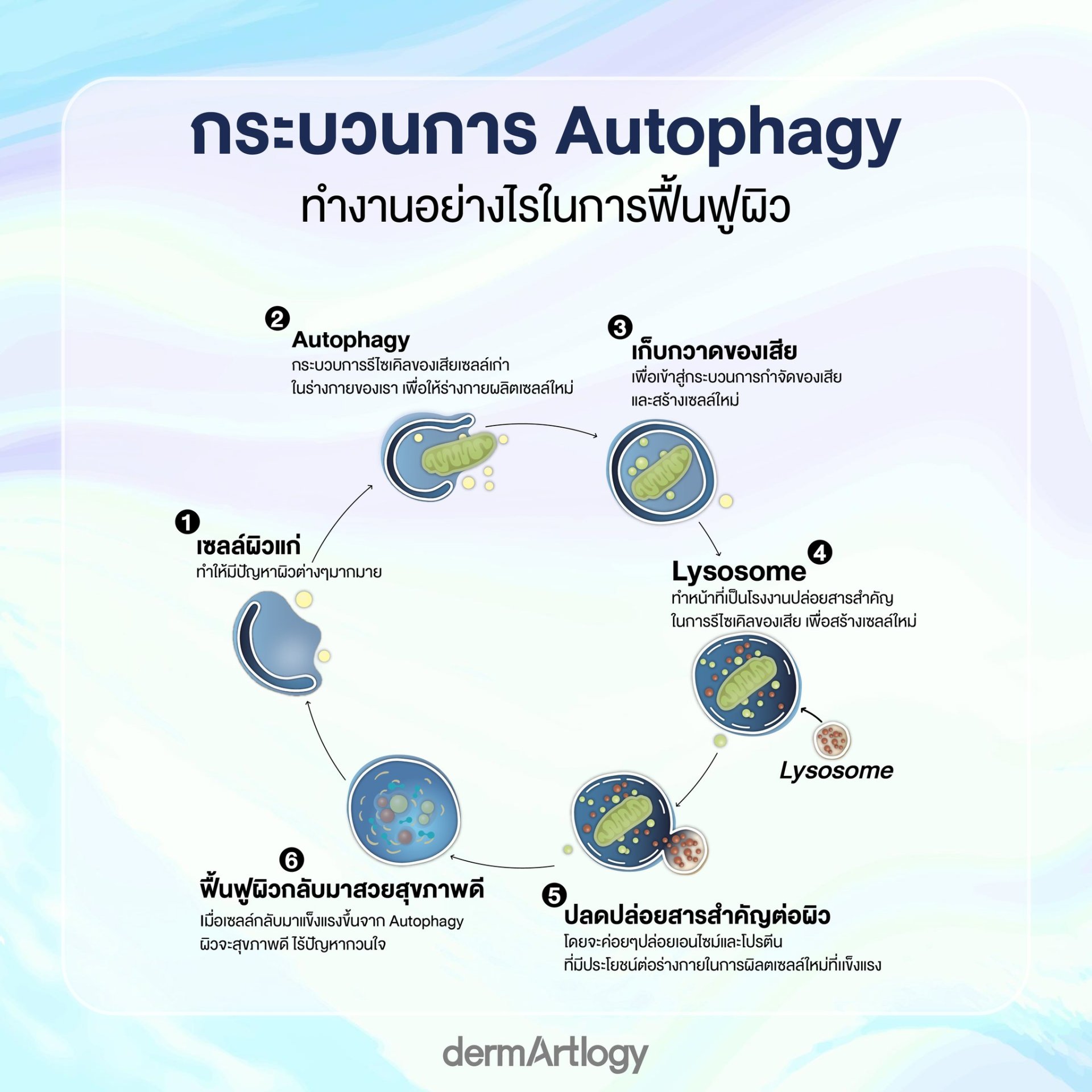 Autophagy การรีไซเคิลของเสียเซลล์เก่าในร่างกายของเรา เพื่อให้ร่างกายผลิตเซลล์ใหม่ แข็งแรงอย่างยั่งยืน