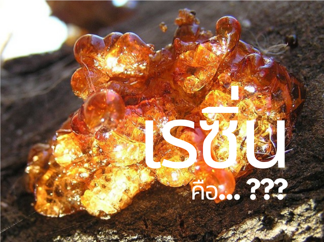 เรซิ่น (Resin) เรซิ่น (Resin)
