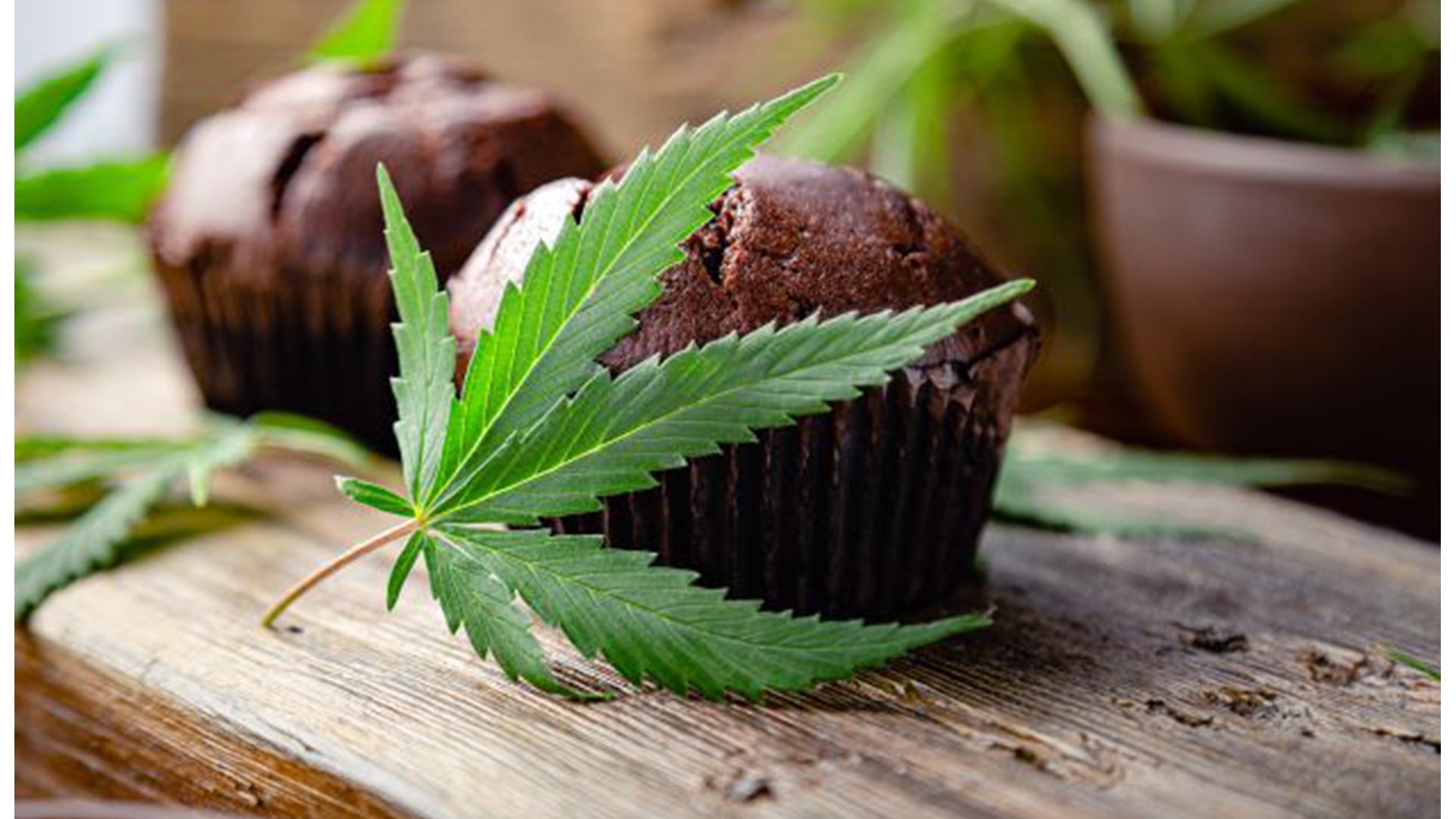 อย. เข้มอาหารและขนมผสมกัญชา กัญชง เน้นย้ำอ่านฉลากและปฏิบัติตามคำแนะนำบนฉลากก่อนบริโภค อย. เข้มอาหารและขนมผสมกัญชา กัญชง เน้นย้ำอ่านฉลากและปฏิบัติตามคำแนะนำบนฉลากก่อนบริโภค