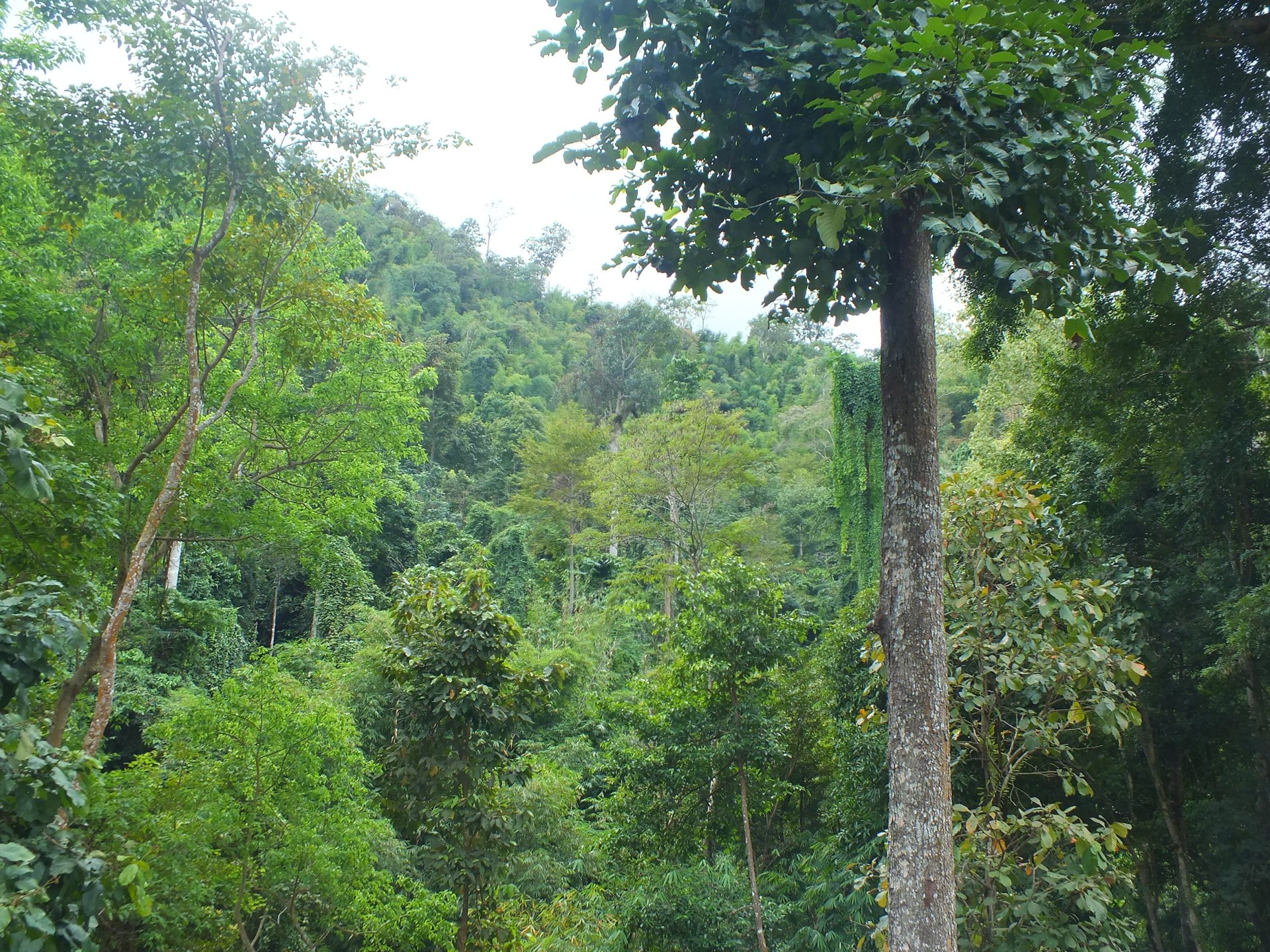 มีพื้นที่ปลูกต้นไม้ จะขายคาร์บอนเครดิตอย่างไร ? วิธีสร้างรายได้ ทำอย่างไร ? มีพื้นที่ปลูกต้นไม้ จะขายคาร์บอนเครดิตอย่างไร ? วิธีสร้างรายได้ ทำอย่างไร ?