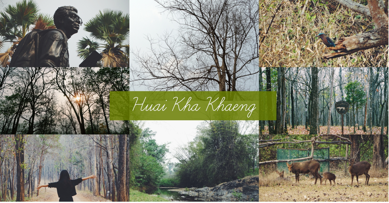 เขตรักษาพันธุ์สัตว์ป่าห้วยขาแข้ง อุทัยธานี ดินแดนนี้มีความหลัง เขตรักษาพันธุ์สัตว์ป่าห้วยขาแข้ง อุทัยธานี ดินแดนนี้มีความหลัง