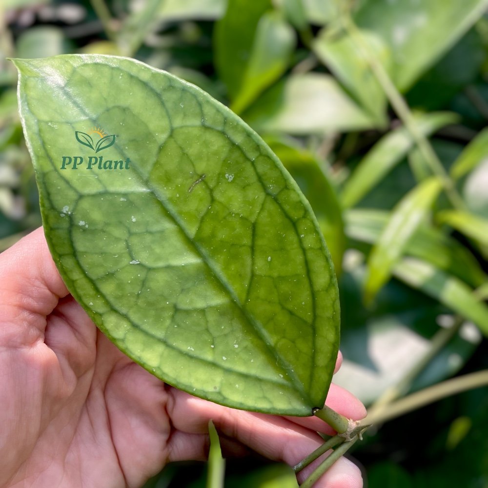 Hoya sp. germany