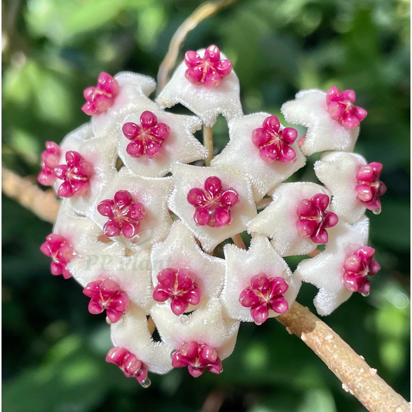 Hoya sp. Chiangdao (Silver) size S Hoya sp. Chiangdao (Silver) size S