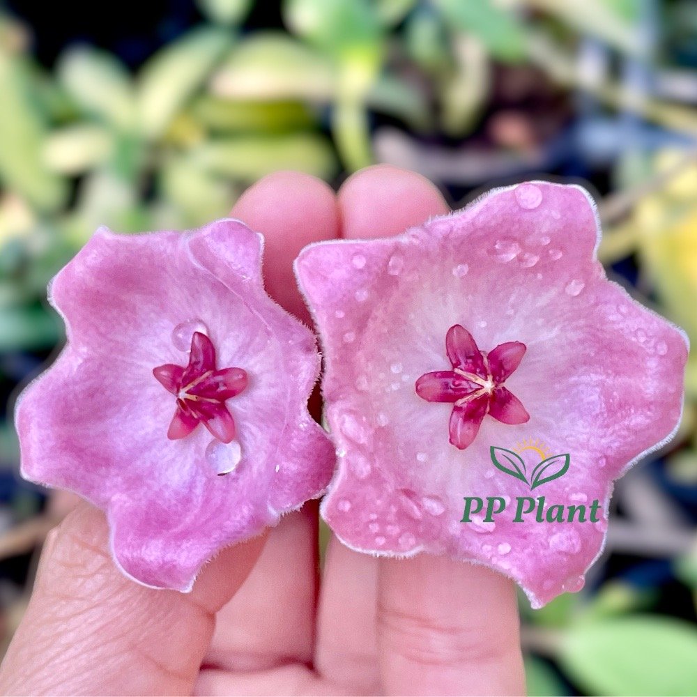 Hoya 'patella pink' - ppplant