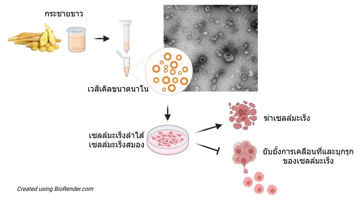 ม.มหิดล ค้นพบ "เวสิเคิลจากกระชายขาว" ต้านเซลล์มะเร็ง เตรียมขยายผลทดลองในสัตว์