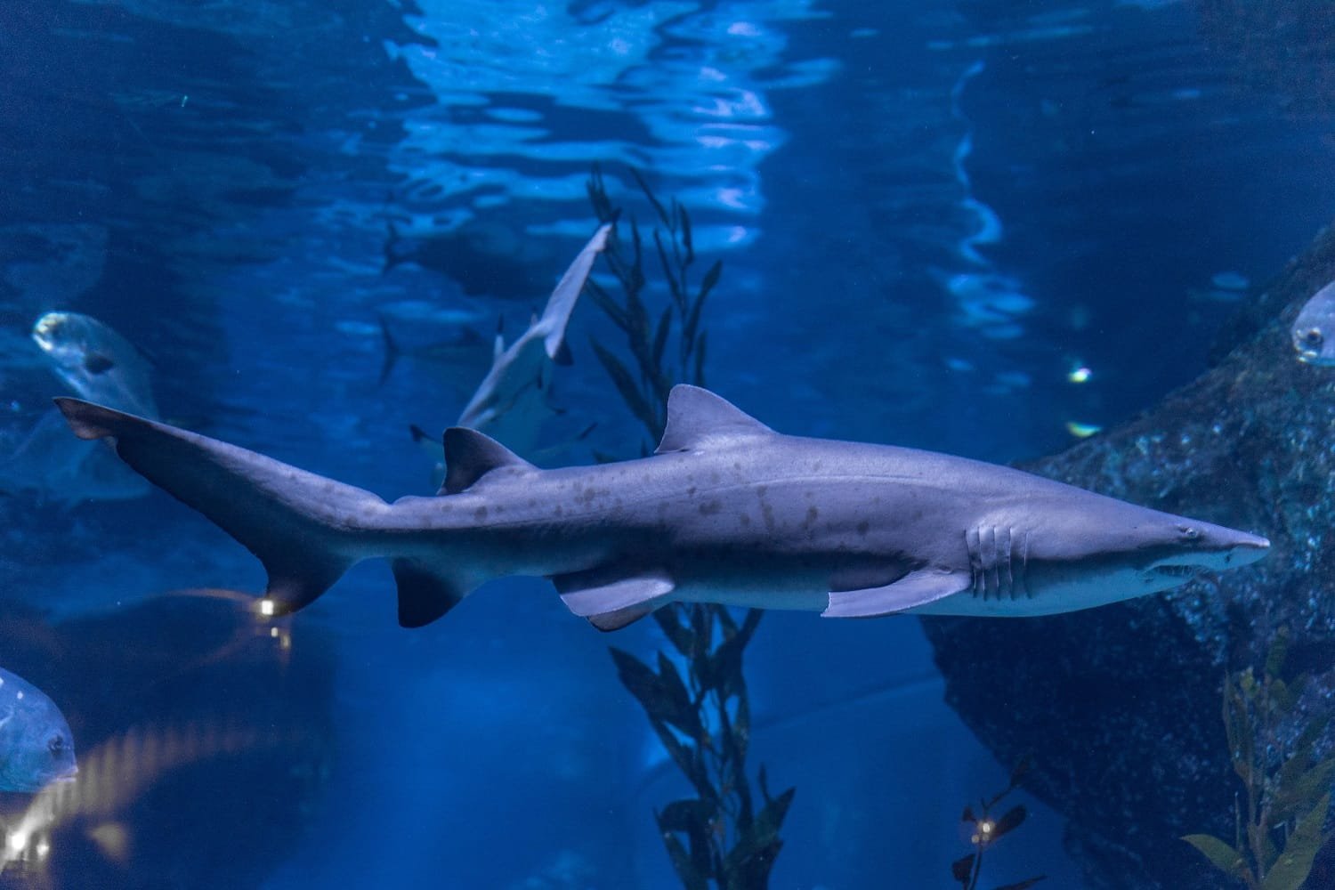 "ซีไลฟ์ แบงคอก" ชวนตื่นตากับ Shark Life’s Campaign ครั้งแรกในรอบ 10 ปี กับการนำเข้าฉลามใหม่ทั้ง 8 ตัว! "ซีไลฟ์ แบงคอก" ชวนตื่นตากับ Shark Life’s Campaign ครั้งแรกในรอบ 10 ปี กับการนำเข้าฉลามใหม่ทั้ง 8 ตัว!