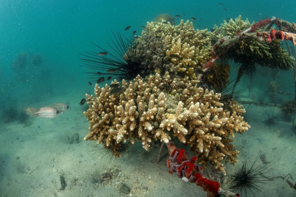 ปะการังสู้โลกร้อน ความหวังใหม่จากงานวิจัยไทย สู่การฟื้นฟูทะเลอย่างยั่งยืน