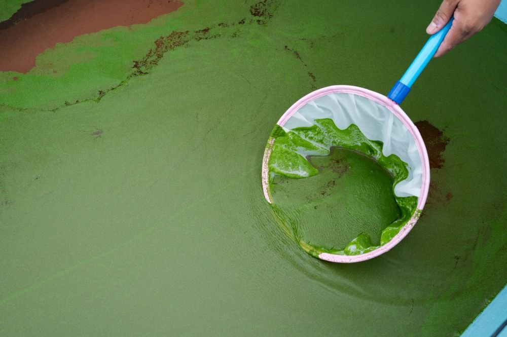 ไข่ผำ จากบ่อสู่บูธ! พลิกพืชน้ำพื้นบ้านสู่ Superfood แห่งอนาคต ไข่ผำ จากบ่อสู่บูธ! พลิกพืชน้ำพื้นบ้านสู่ Superfood แห่งอนาคต