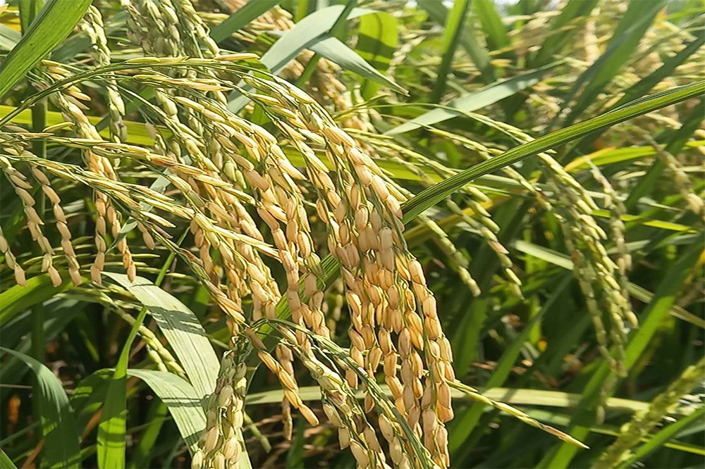เปิดนาโชว์อีกครั้ง! NSTDA-KU Rice Field Day 2025 ชูข้าวพันธุ์ใหม่ผลผลิตสูง รับมือโลกร้อน เดินหน้าสู่เกษตรยั่งยืน