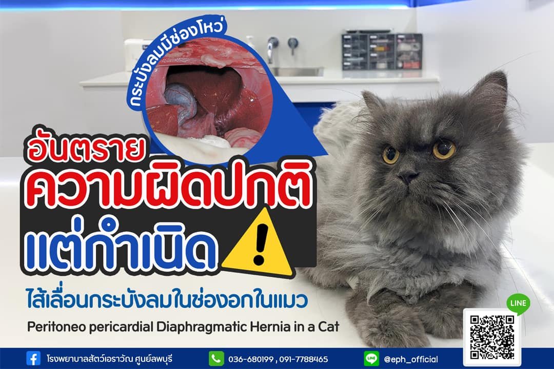 โรงพยาบาลสัตว์เอราวัณ (Erawan Pet Hospital)