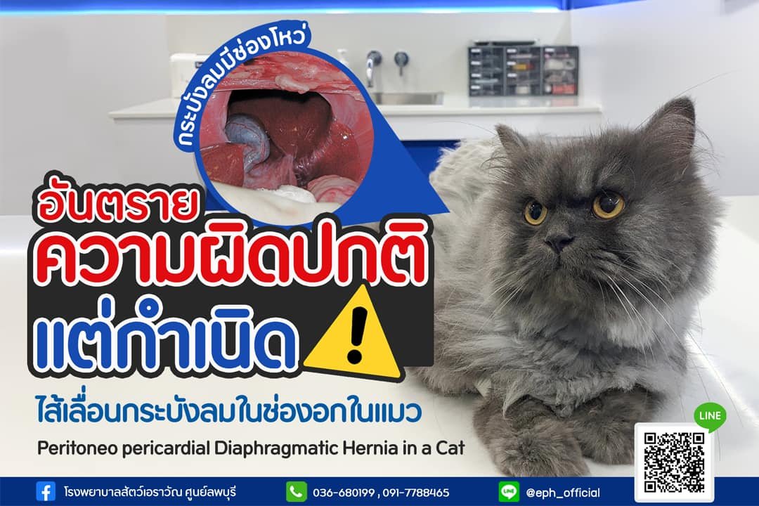 โรงพยาบาลสัตว์เอราวัณ (Erawan Pet Hospital) โรงพยาบาลสัตว์เอราวัณ (Erawan Pet Hospital)