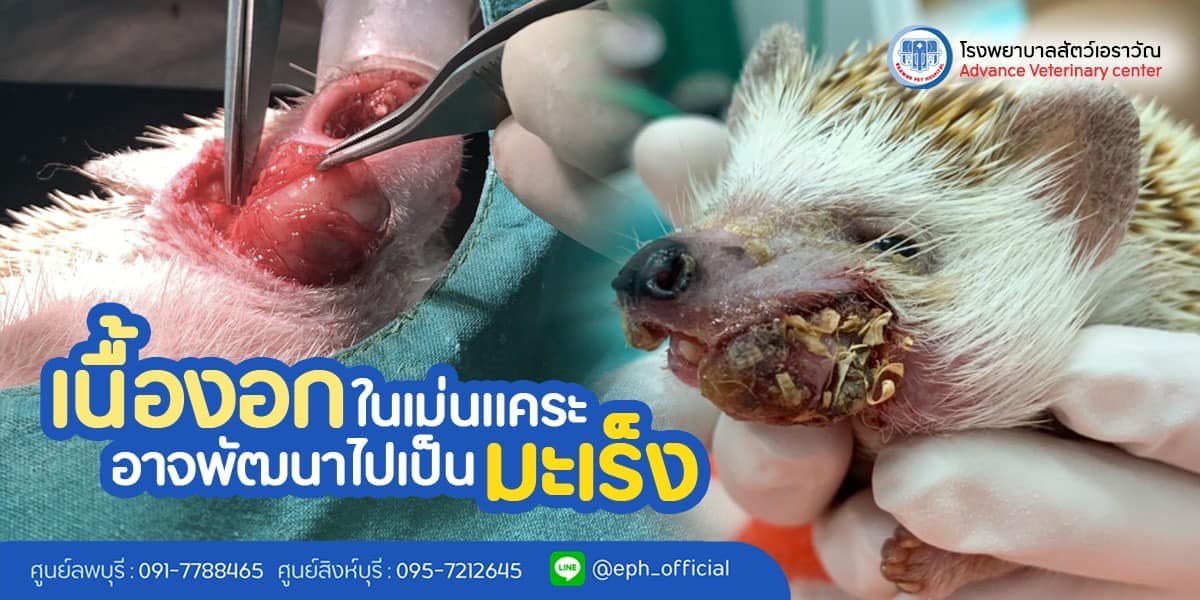 โรงพยาบาลสัตว์เอราวัณ (Erawan Pet Hospital) โรงพยาบาลสัตว์เอราวัณ (Erawan Pet Hospital)