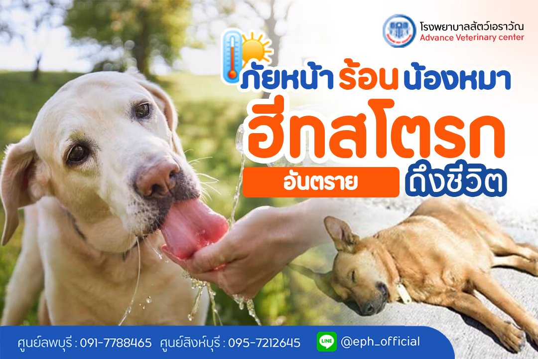 โรงพยาบาลสัตว์เอราวัณ (Erawan Pet Hospital)