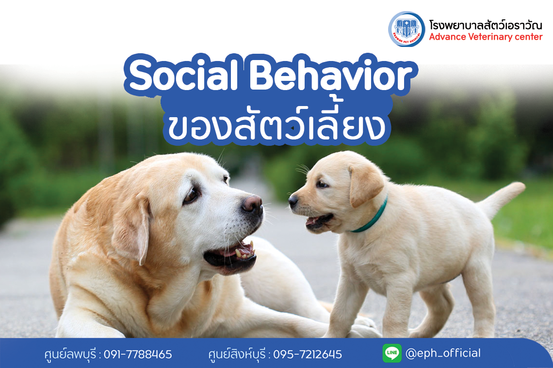 Social Behavior ของสัตว์เลี้ยง | โรงพยาบาลสัตว์เอราวัณ