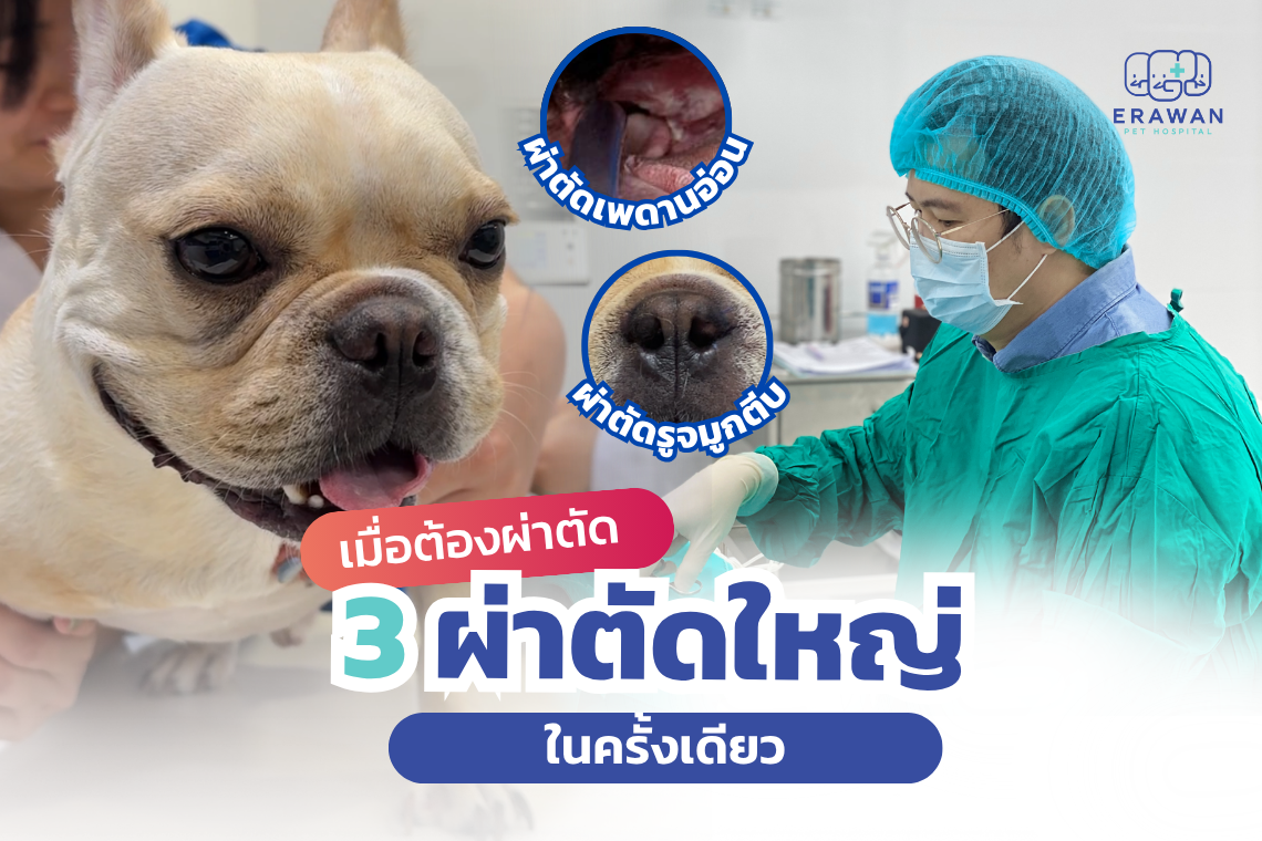 Is Surgery Riskier for French Bulldogs Than Other Breeds?